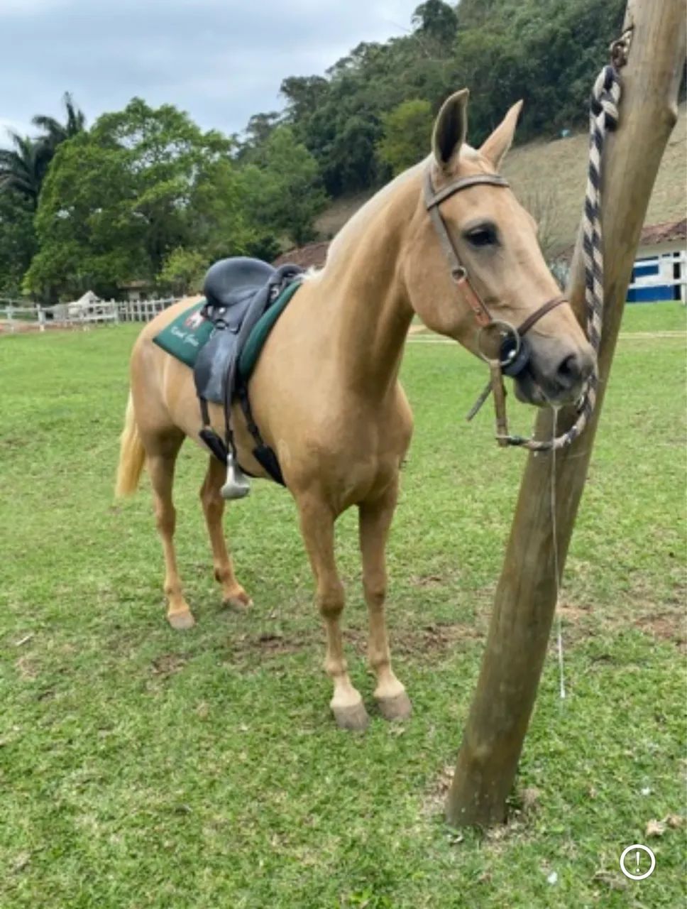CAVALO ÉGUA MANGALARGA  - Foto 5