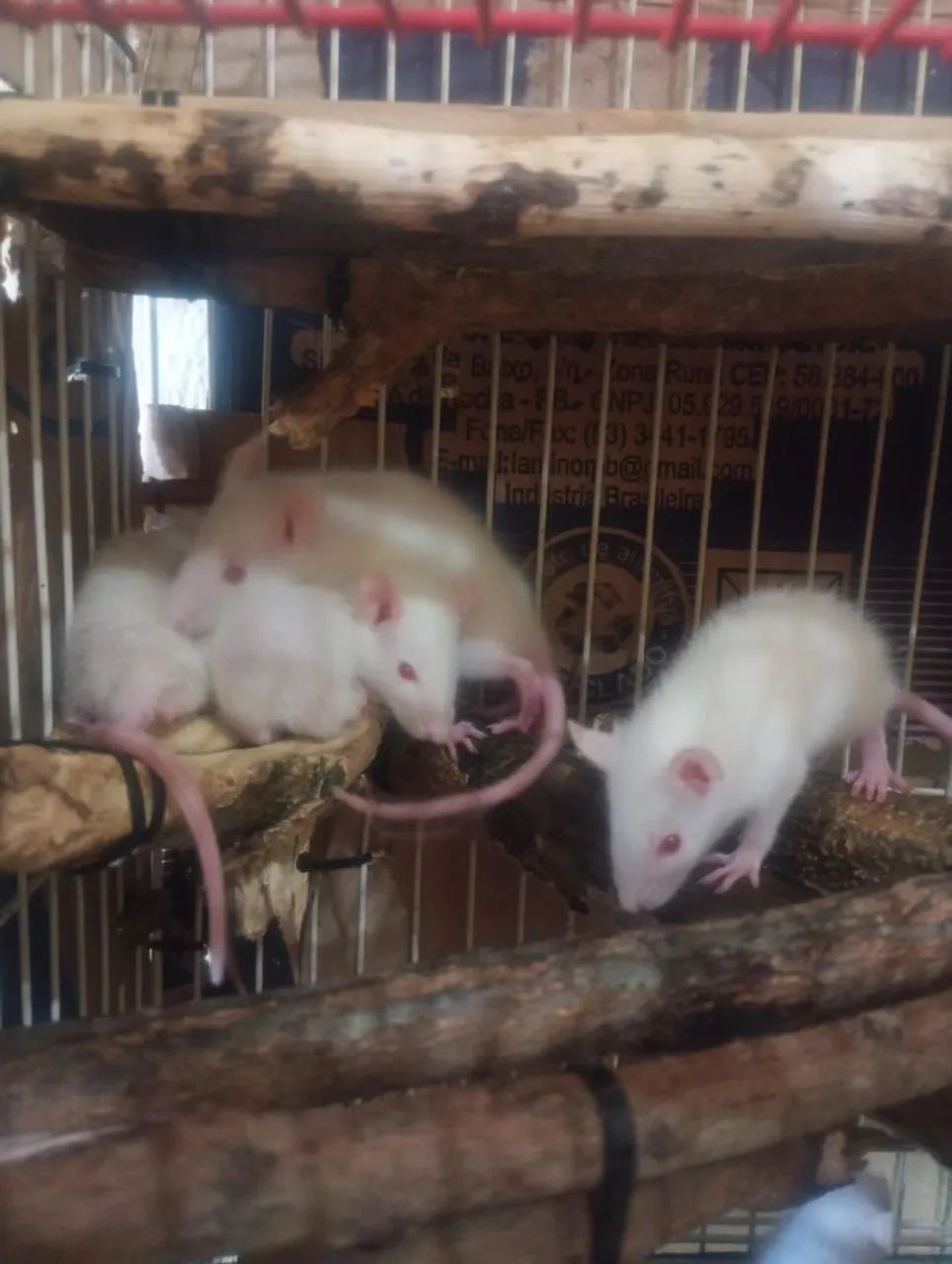 Rato de Laboratório Twister Hamster Mercol Standard  - Foto 2