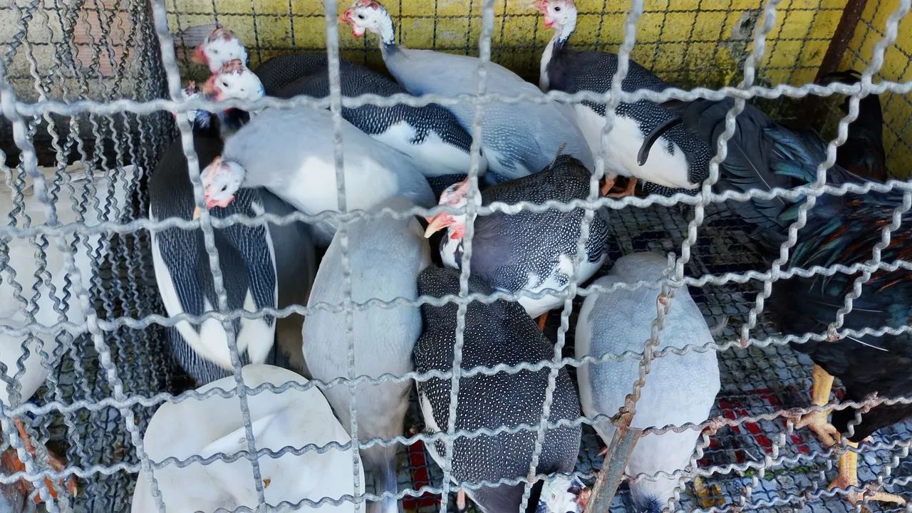 Vendo angolas adultas  - Foto 2