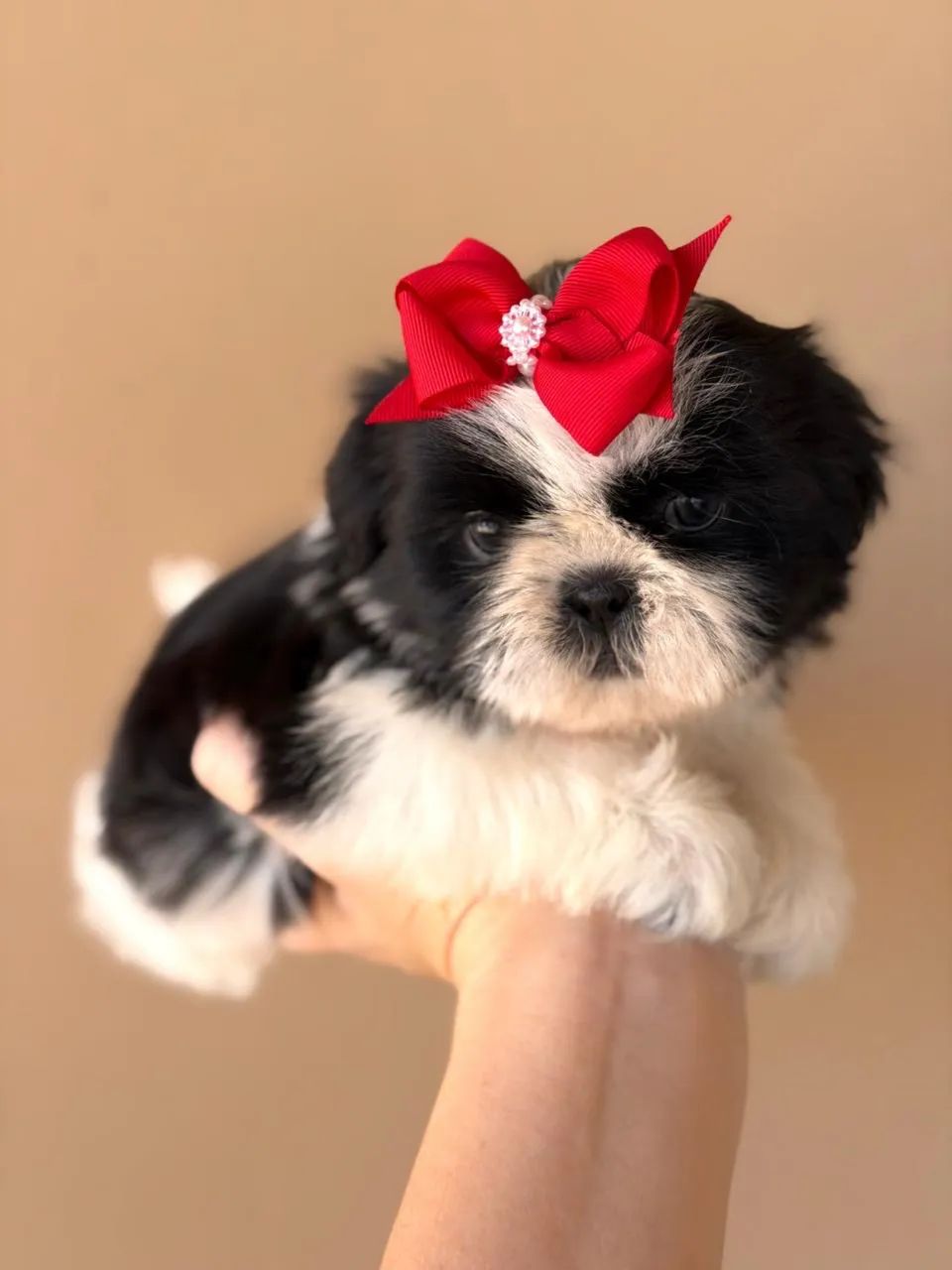 Shih tzu  - Foto 4