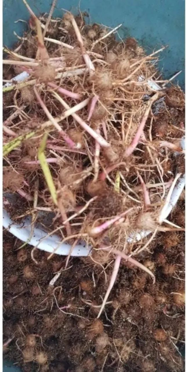 SEMENTES DE AÇAI GERMINANDO  - Foto 3