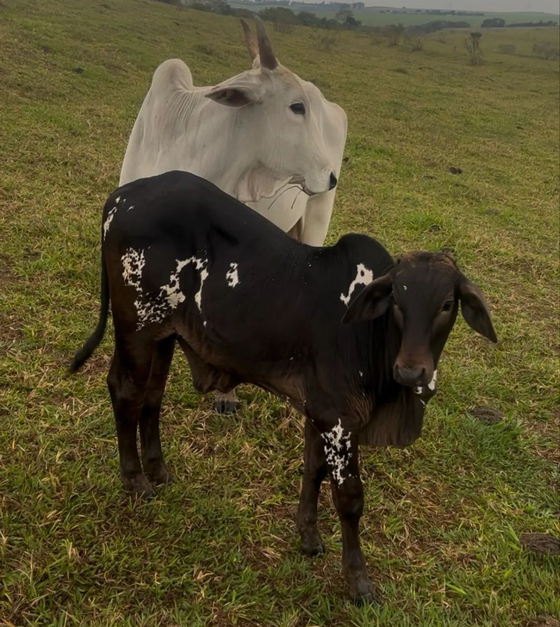 Venda bezerro Nelore pintado para tourinho