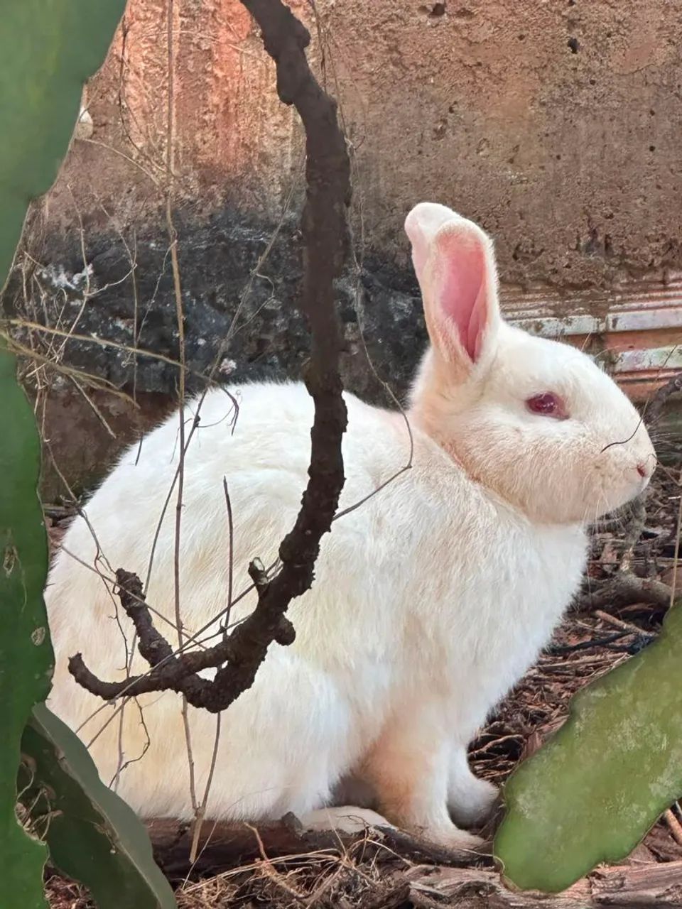 Coelhos  - Foto 3