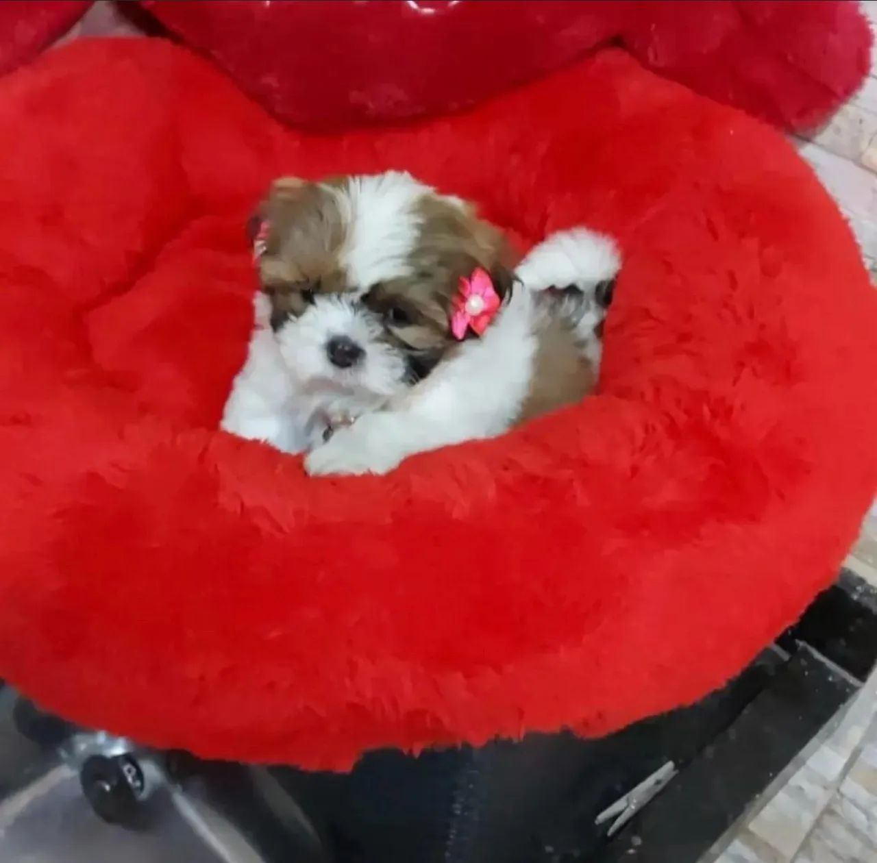 Lindos filhotes de Mini Shitzu com garantia e kit filhote  - Foto 2