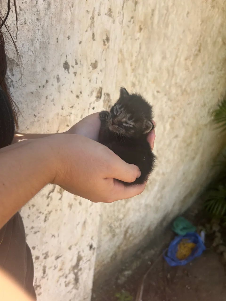 Doação de gato 