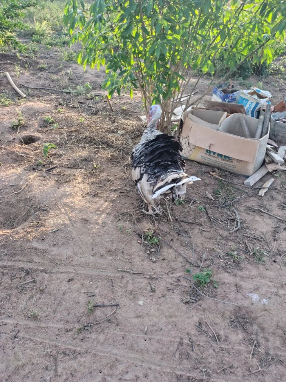 Peru Filhote  - Foto 2