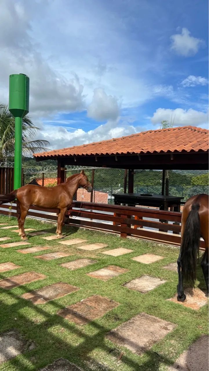 Vendo ou troco manga larga macha batida  - Foto 3