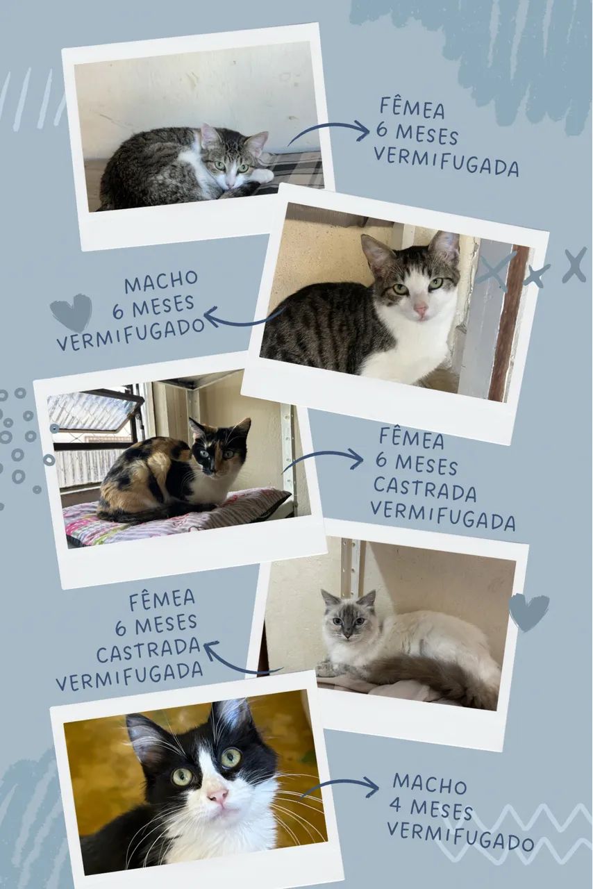 Doação responsável de gatos - Foto 2