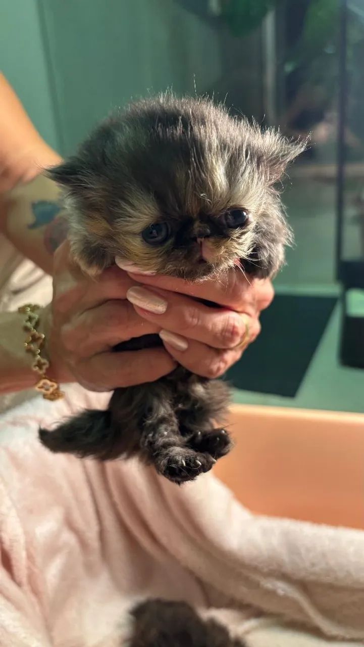Gato Persa - Foto 2