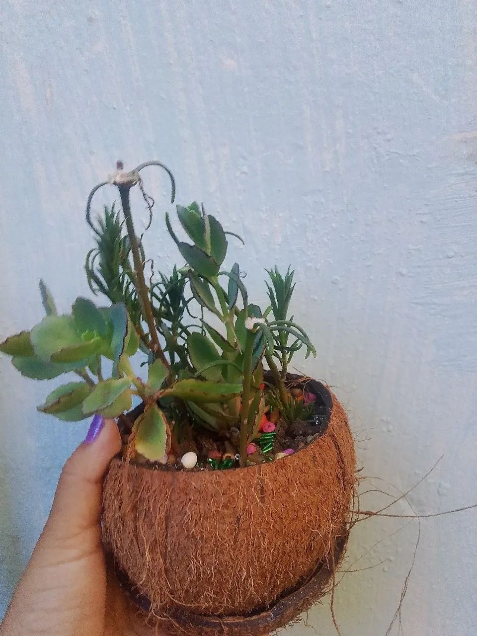 Plantinhas Suculentas no casco de coco - Foto 2