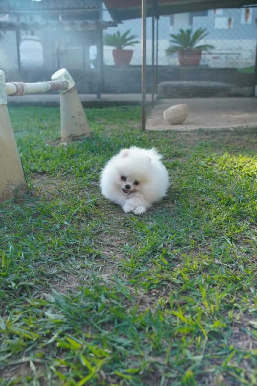 Lulu Da Pomerânia Padrão Ursinho Filhotes de Anões Pedigree e Microchip - Foto 4