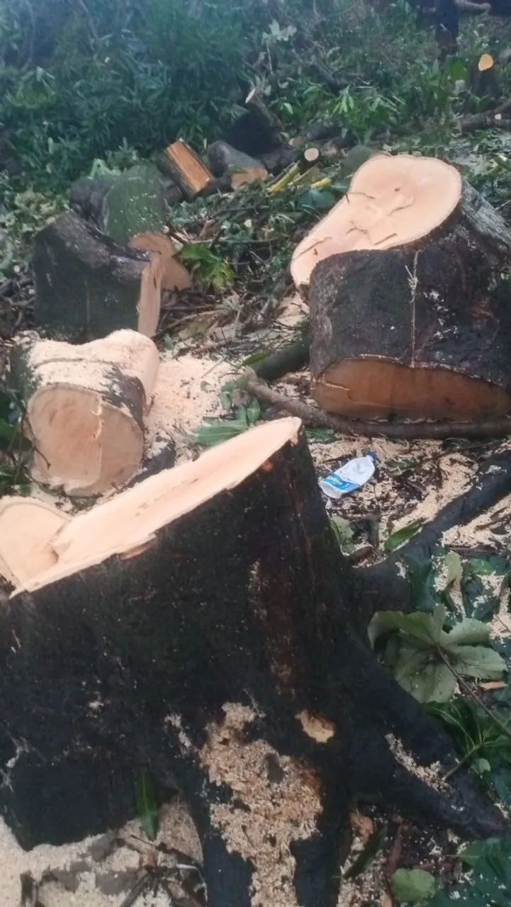 Cortes de árvores em geral moto serra 