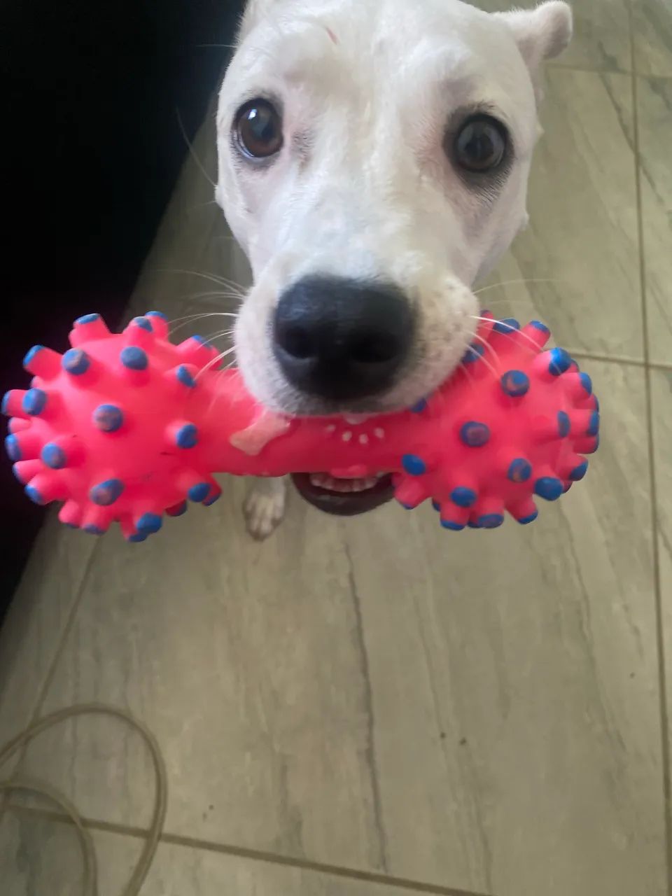 Cadela para adoção 