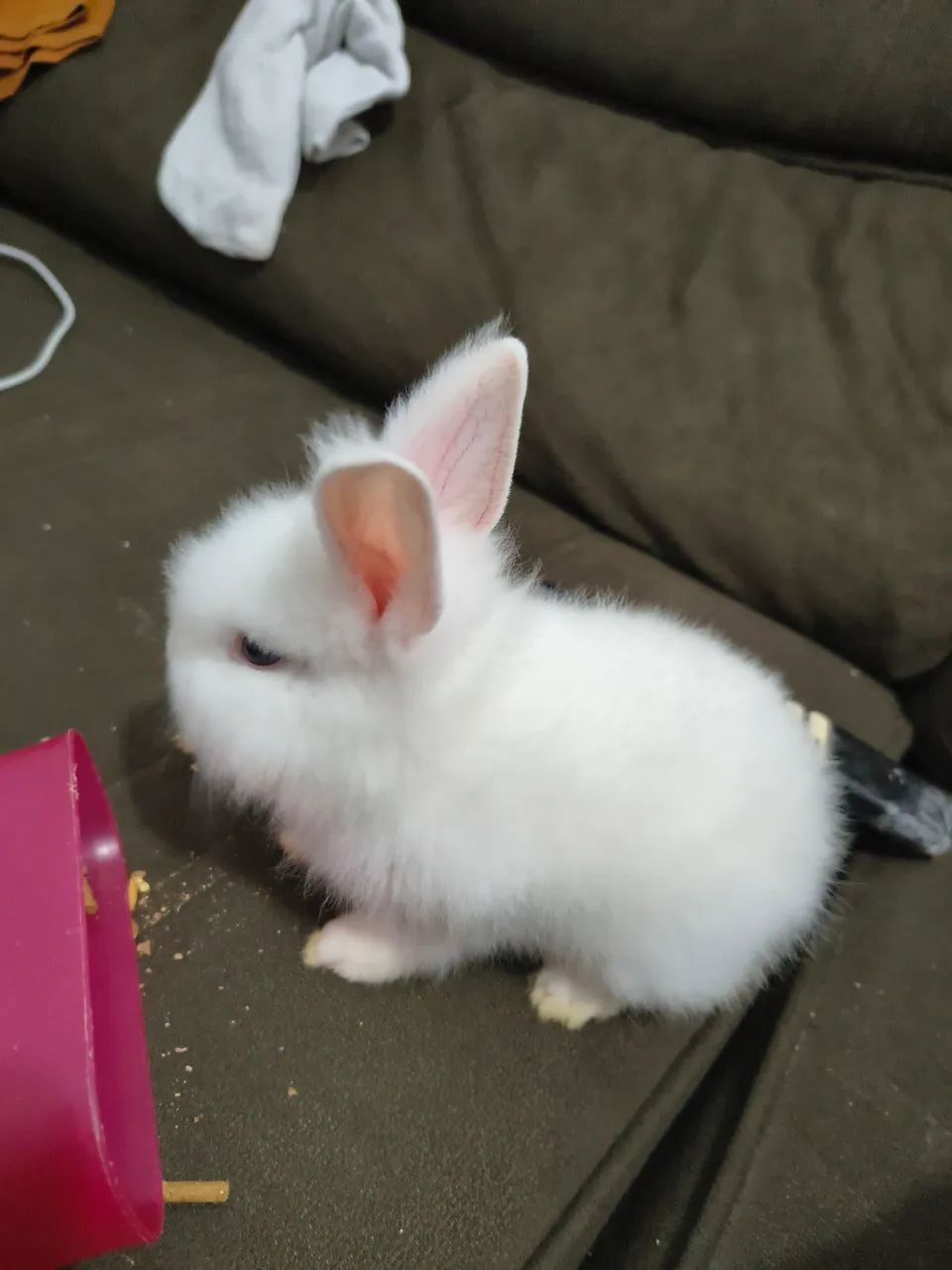 Mini lion - Foto 2