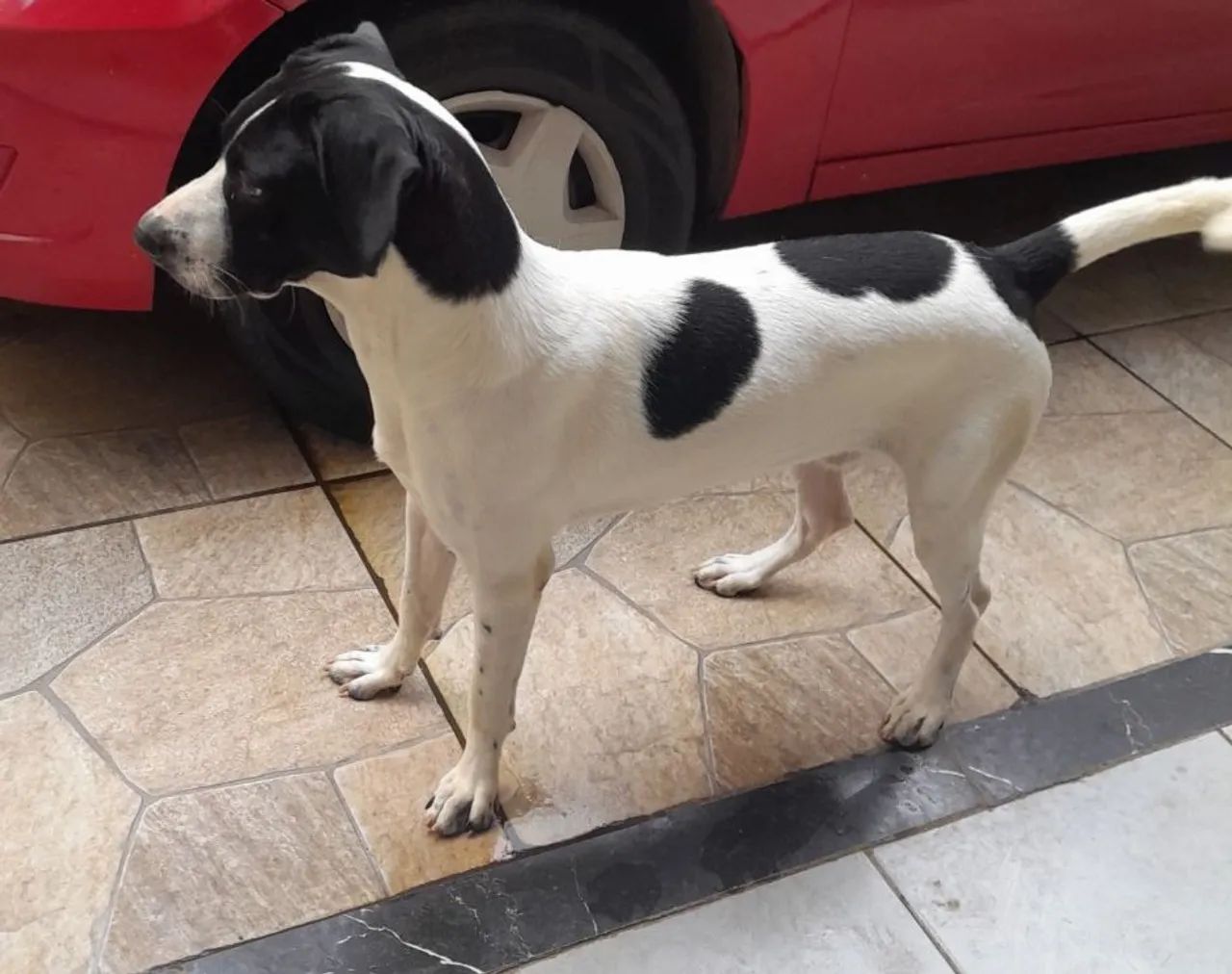 Doação responsável  - Foto 2