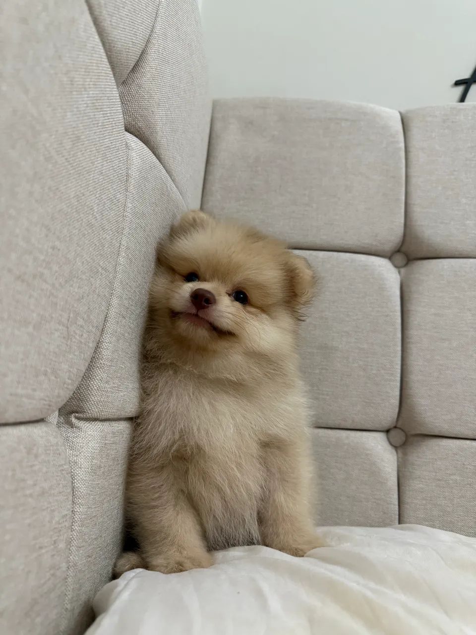 Lulu da Pomerania  - Foto 3