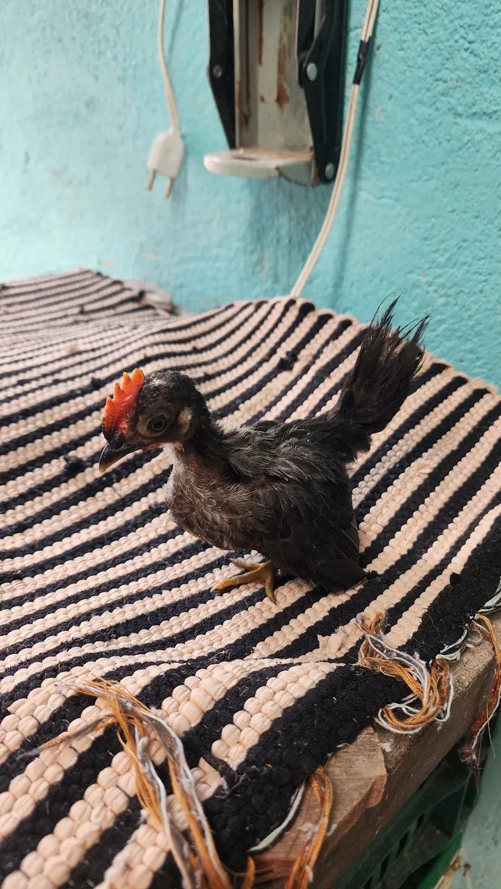 Franguinhos Nagasaki 