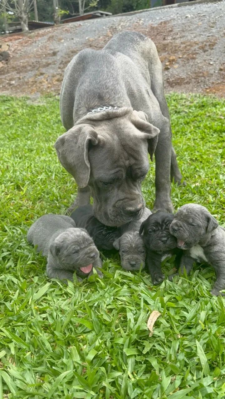 Filhotes Cane Corso Italiano  - Foto 2