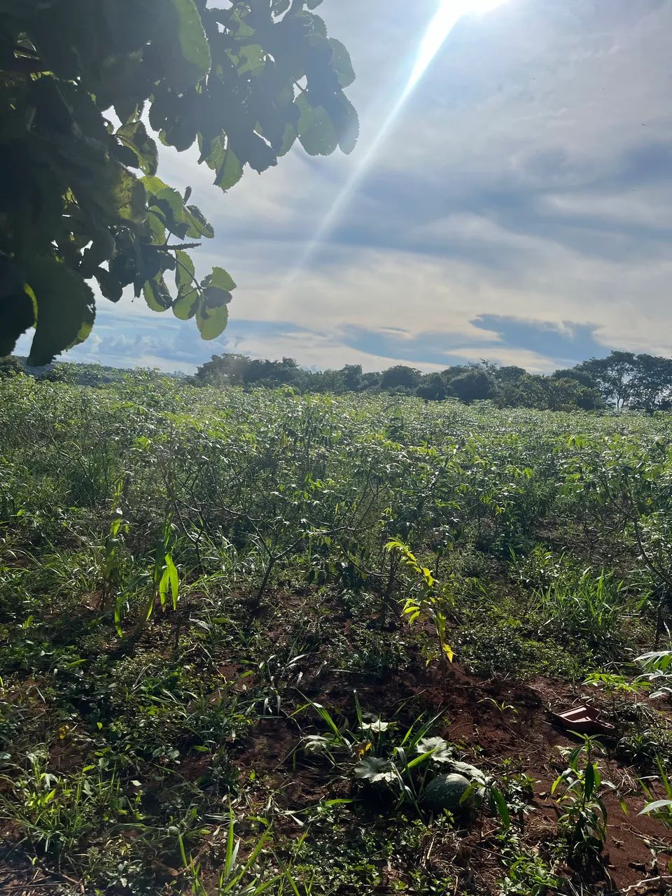 Mandiocal - Roça de mandioca - Foto 3