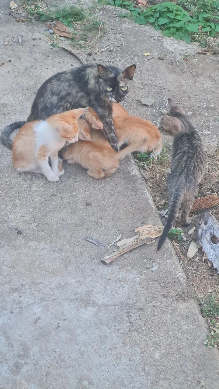 Doação de gato - Foto 2