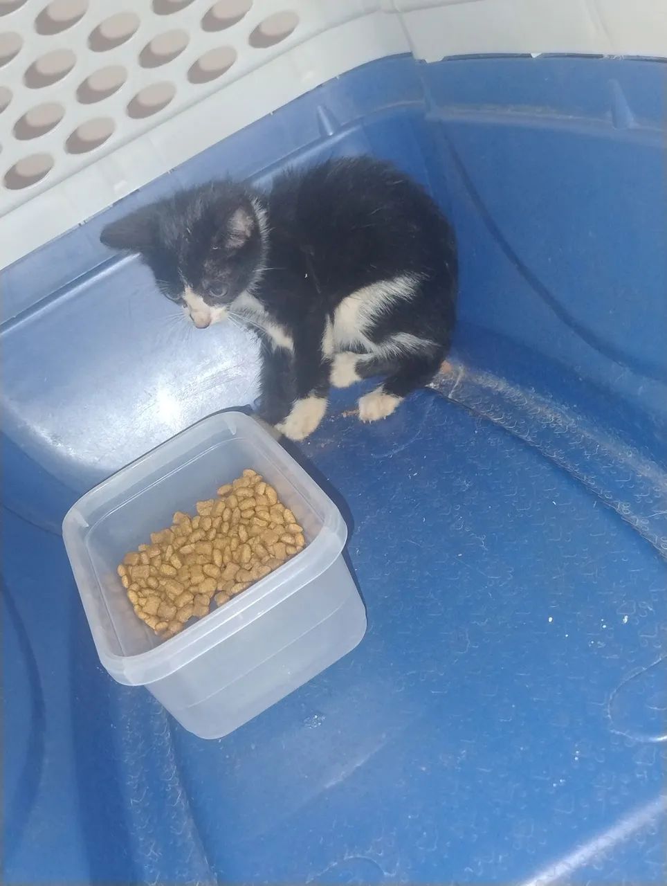 Gatinho filhote para adoção responsável - Foto 3