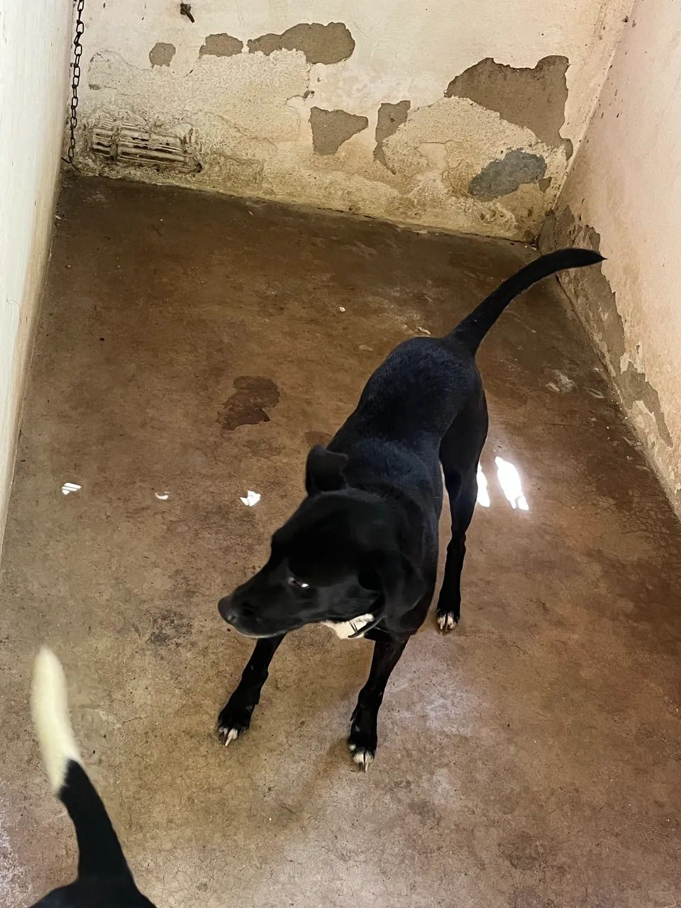 Cadela a doação  - Foto 3