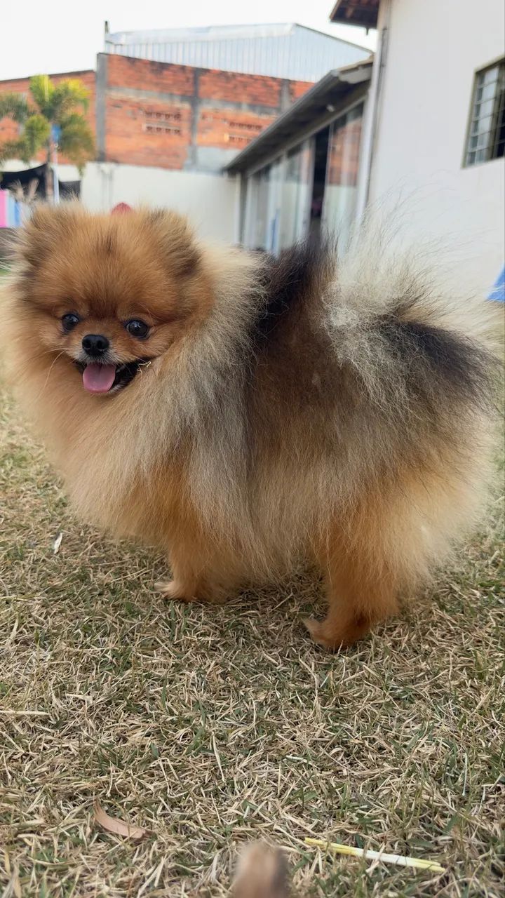 Macho spitz alemão anão  - Foto 4