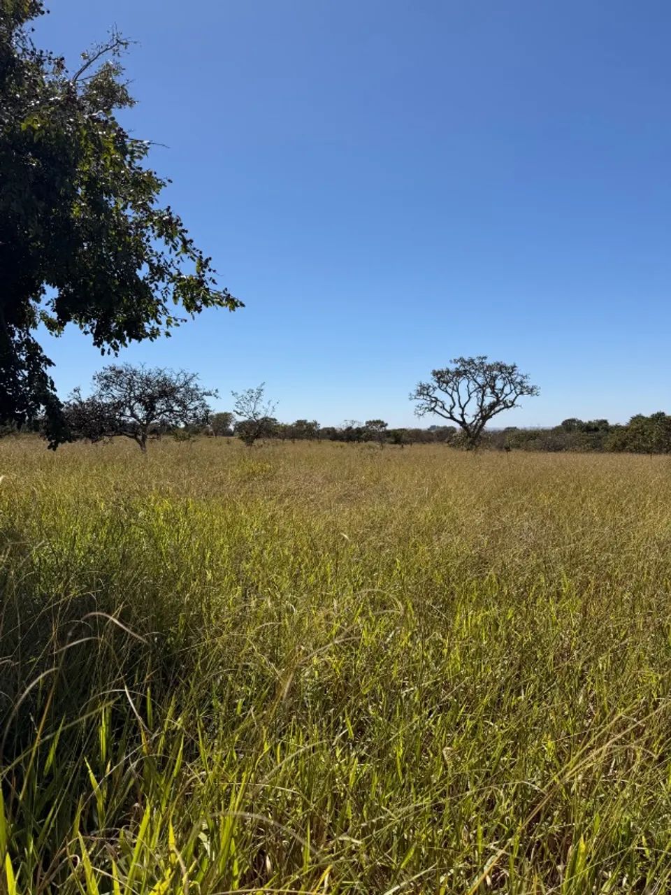 Fazenda 48 hectares - 10 alqueires - Foto 4