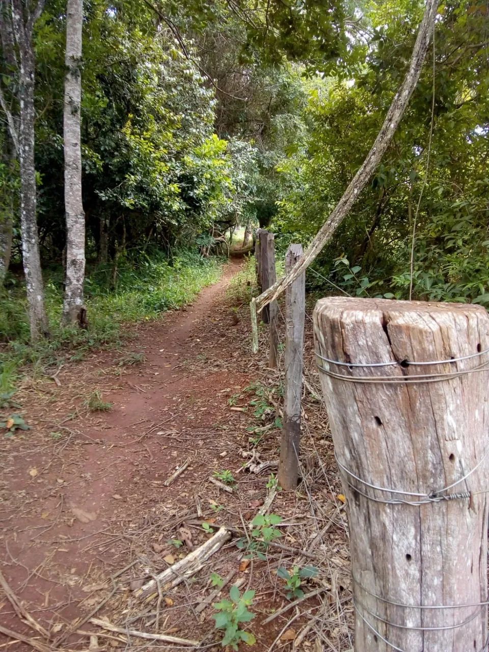 Chácara município de  Bonfinópolis,GO- 8 km da cidade - Foto 4