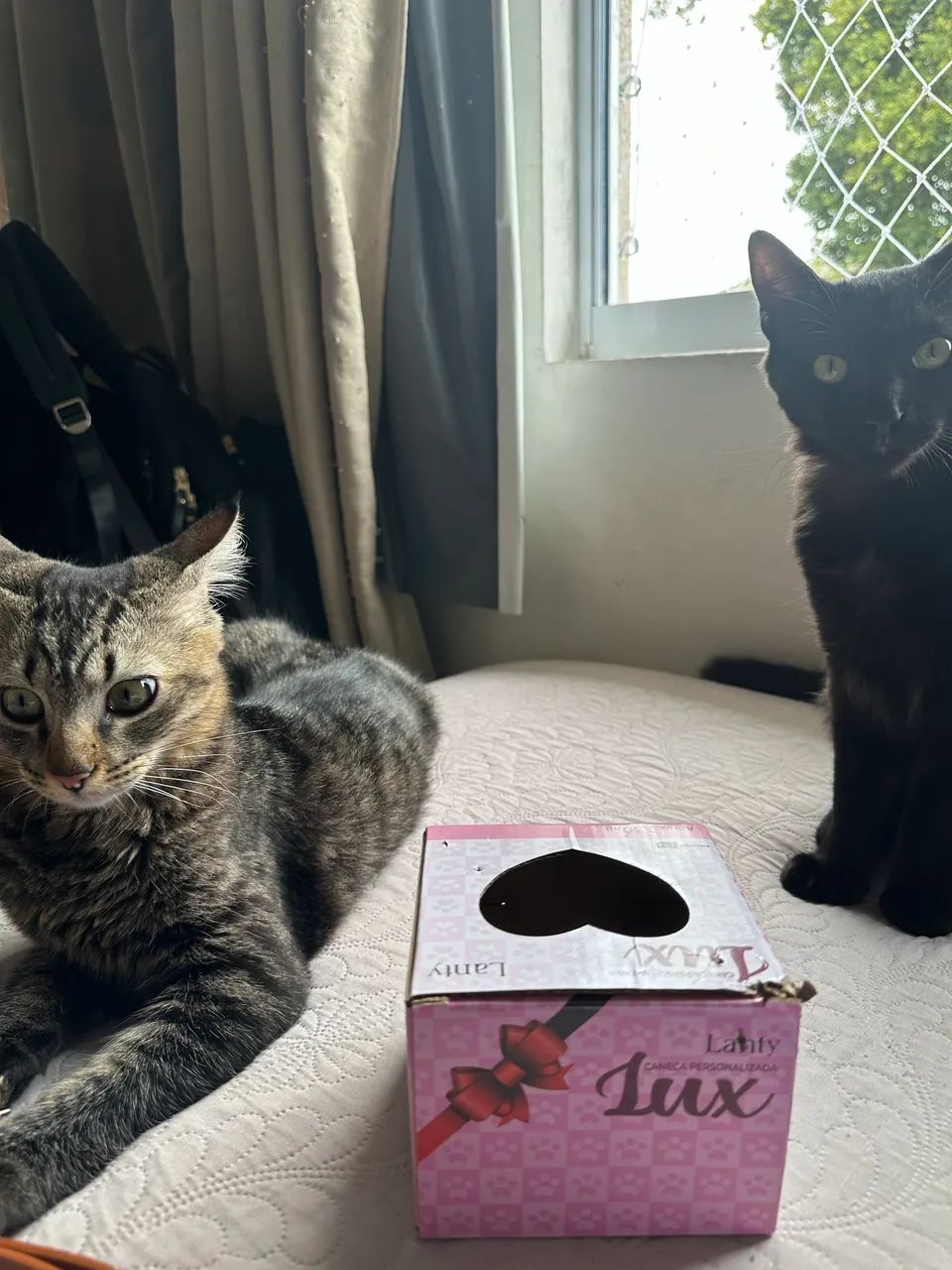 Gatos para doação  - Foto 2