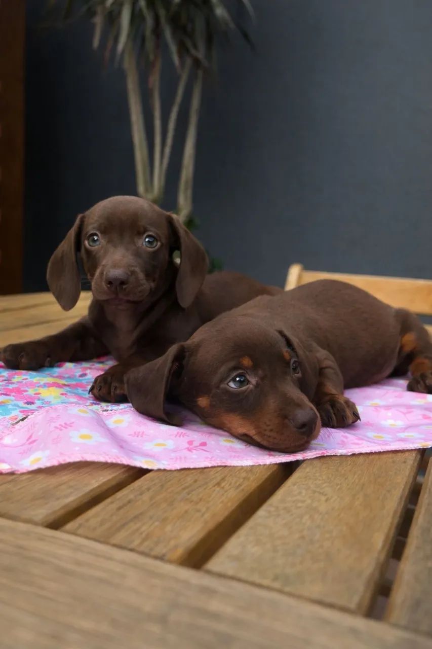 Dachshund chocolate 
