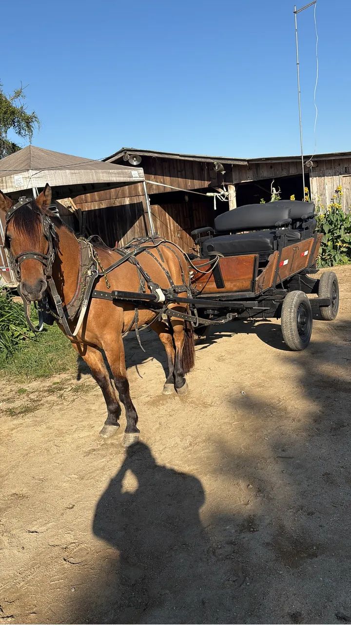 Carroça com cavalo criolo.  - Foto 2