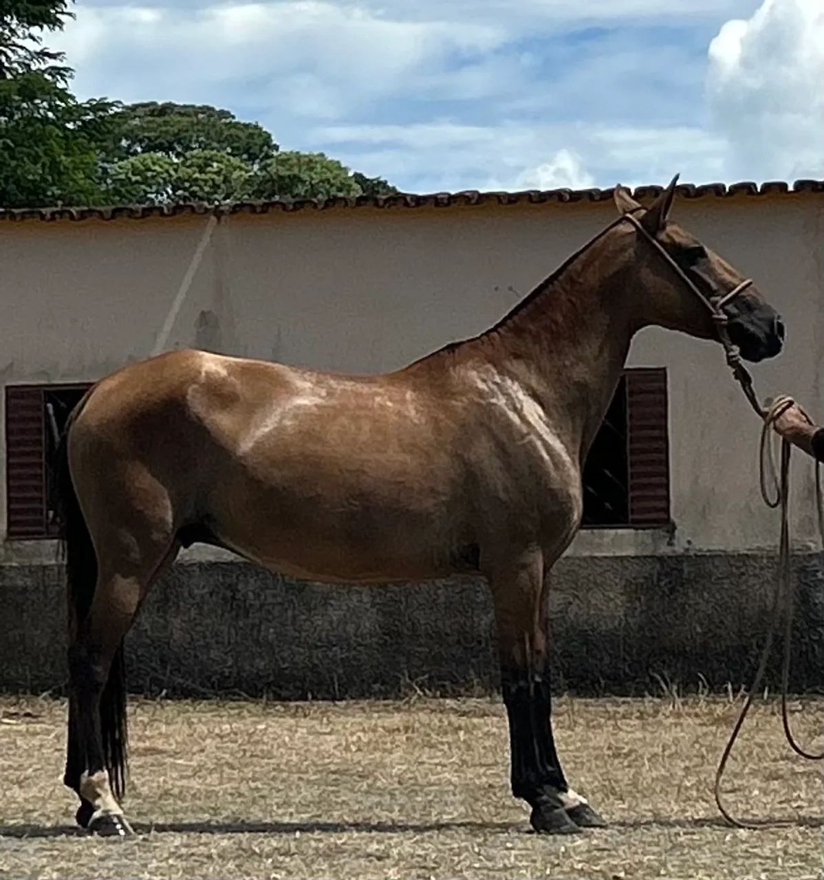 Vendo égua campolina genuína de marcha picada  - Foto 5