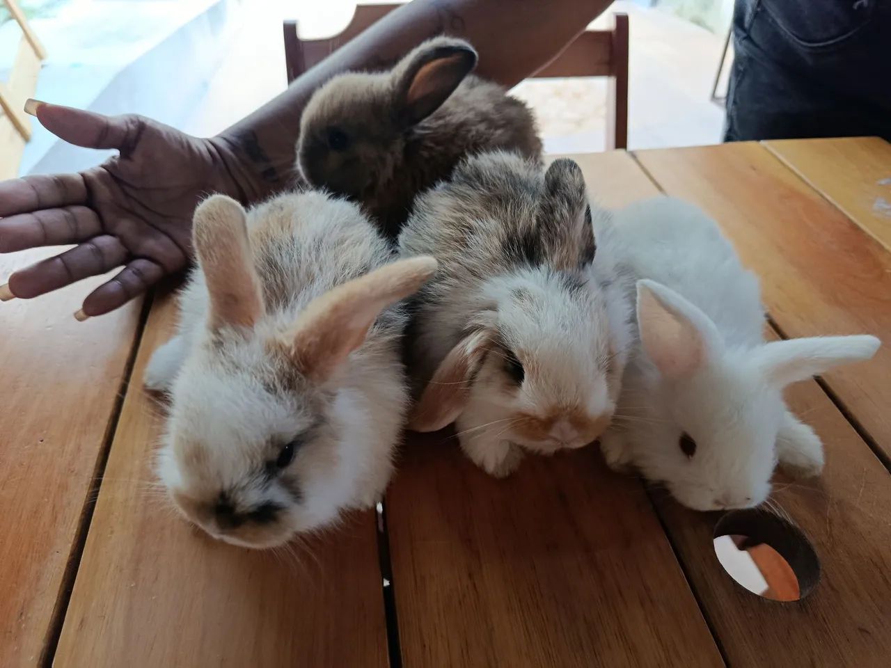 Coelho mini lop legítimo  - Foto 2
