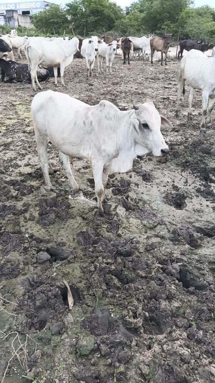 Animal 