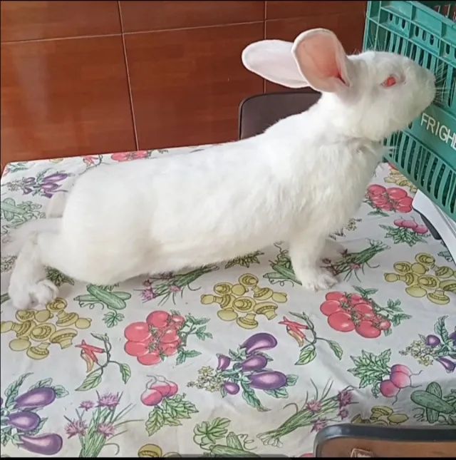 Pet - Foto 2