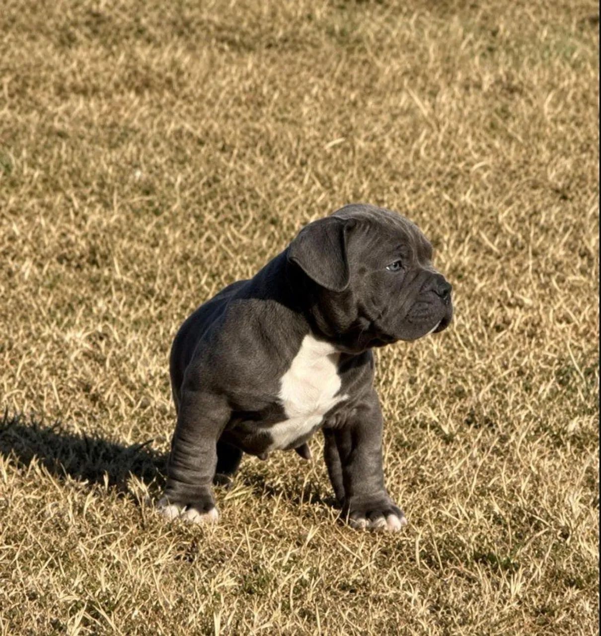 American Bully Pocket  - Foto 4