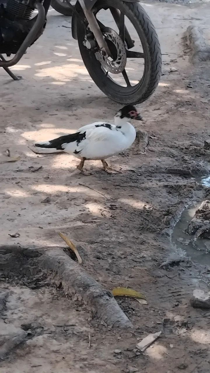 Pato