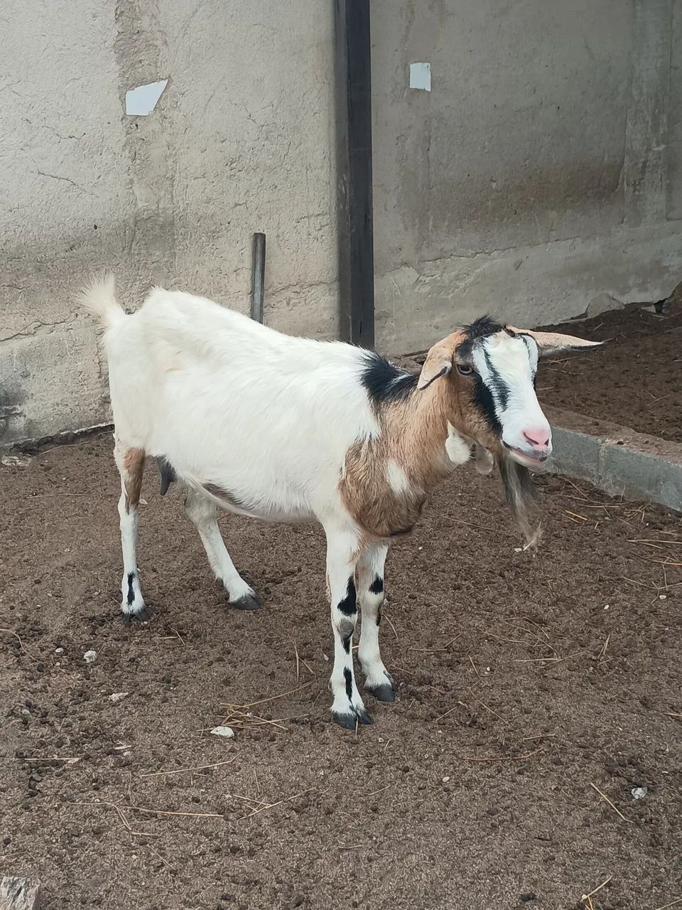 Cabras