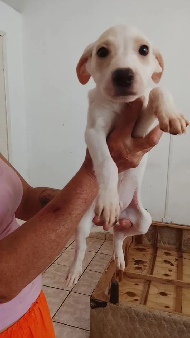 Doação de cachorros - Foto 4