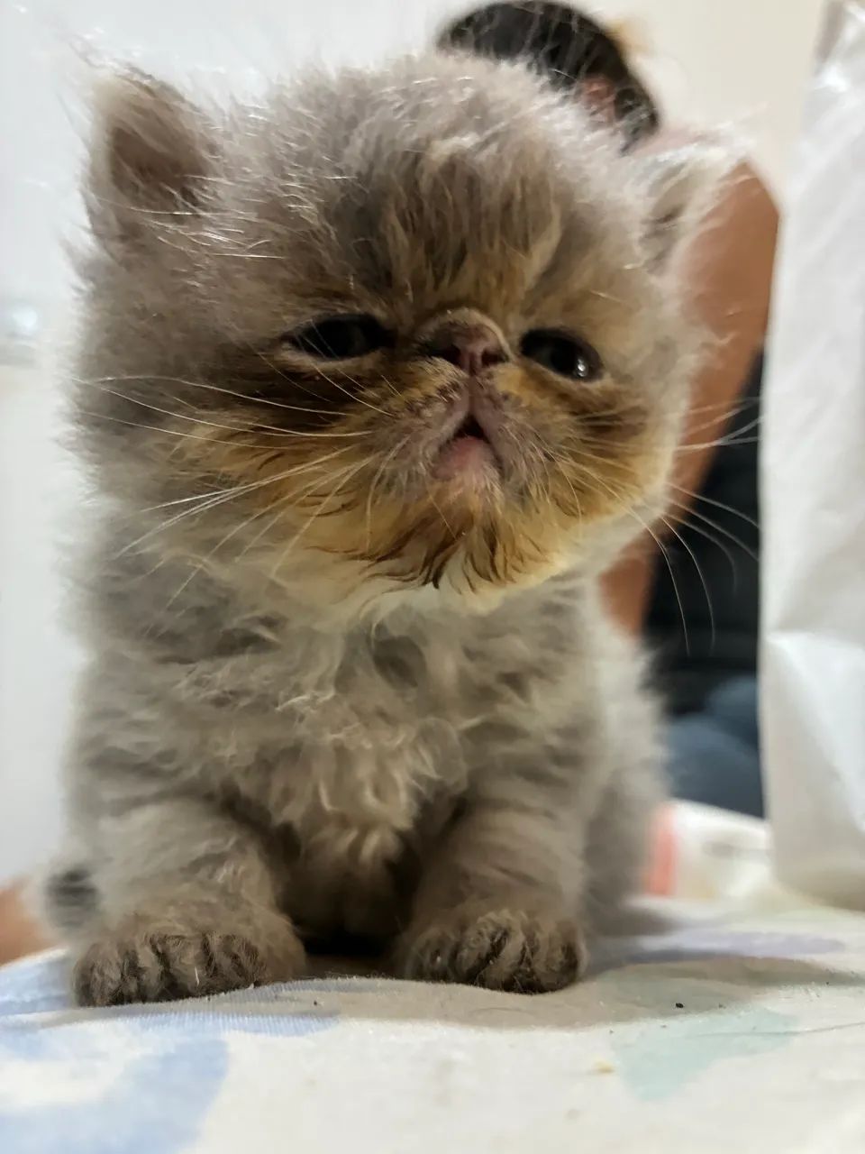 Filhote de gato persa  - Foto 6