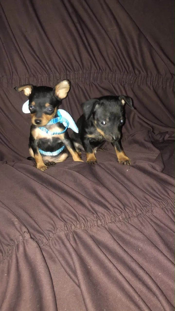 Cachorro  - Foto 2