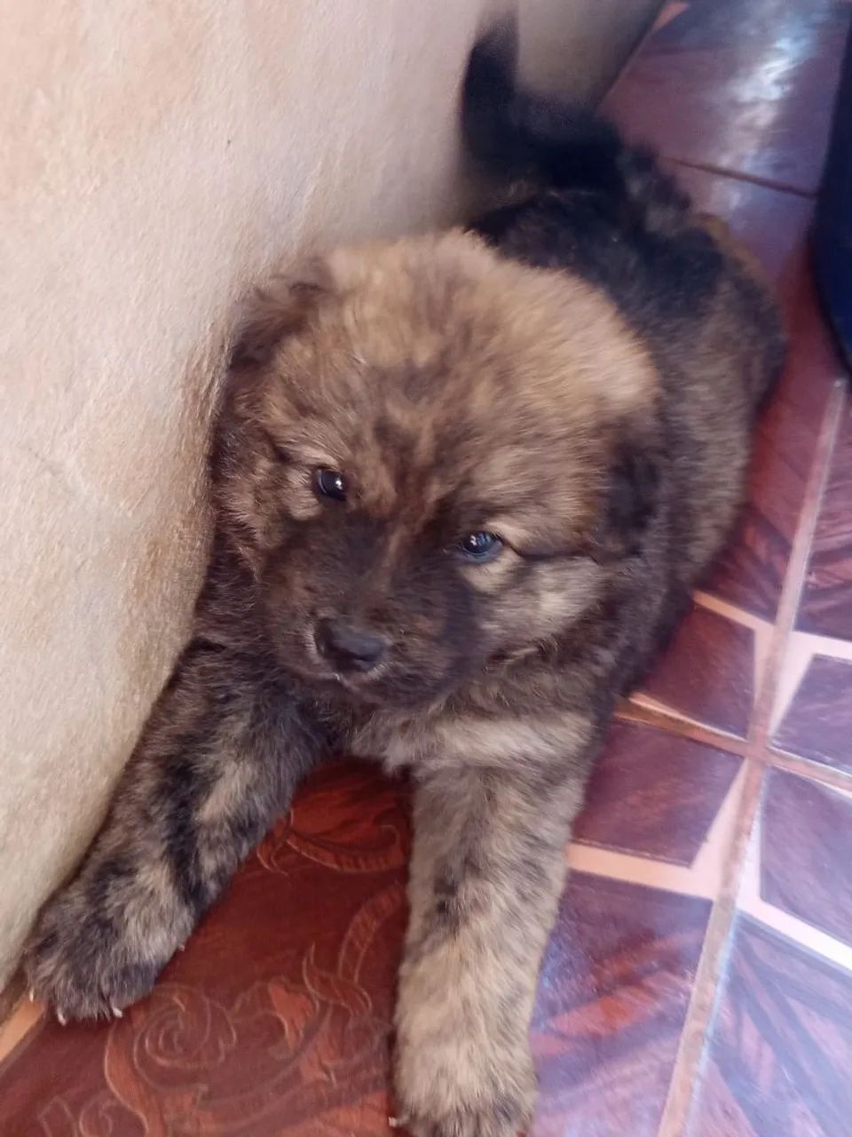 Filhotes de Chowchow  - Foto 2