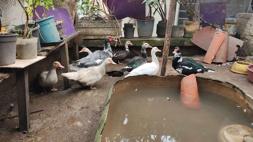 criação patos