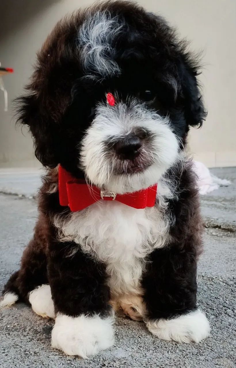 Poodle Toy Mini machinho  - Foto 2