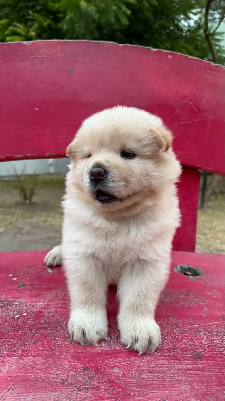 FILHOTES DE CHOW CHOW