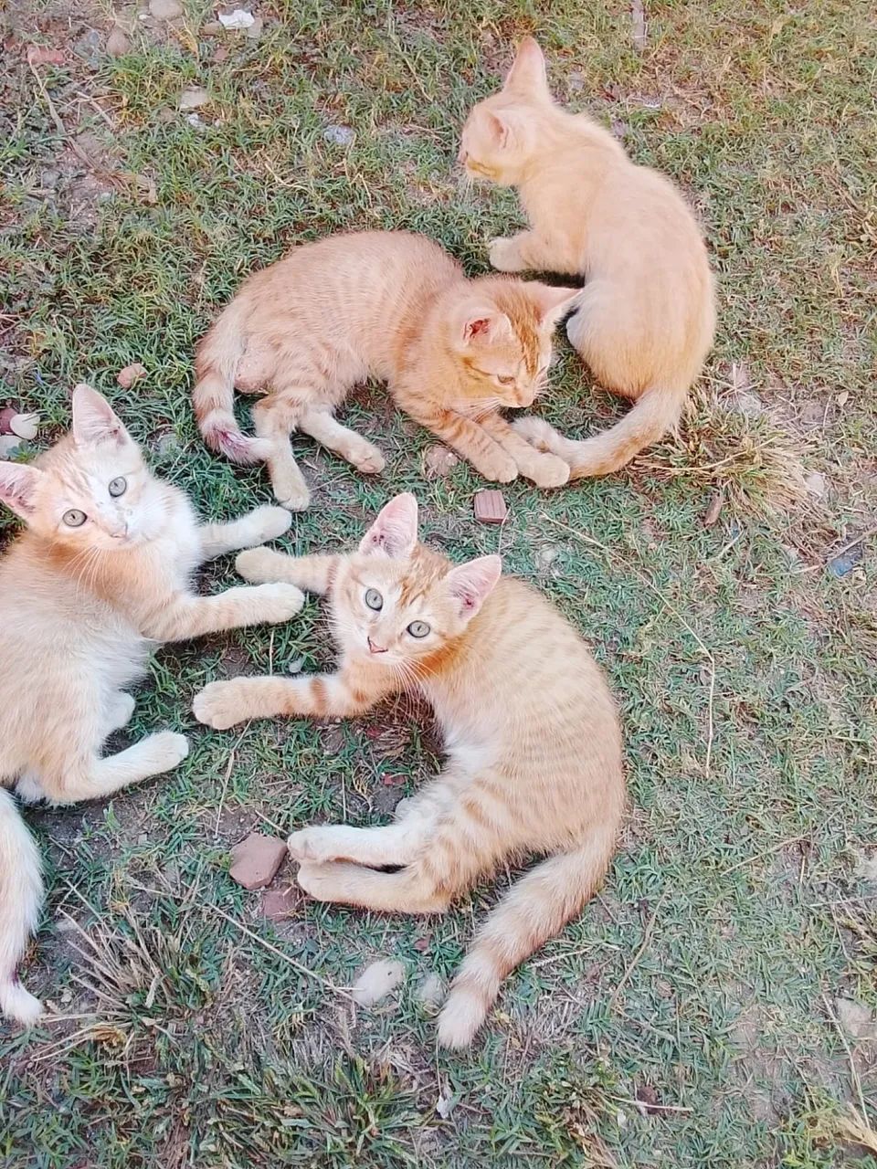 Adoção responsável filhotes 3 meses  - Foto 2