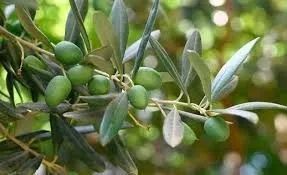 Oliveira Arbequina (vendo mudas) - Foto 4