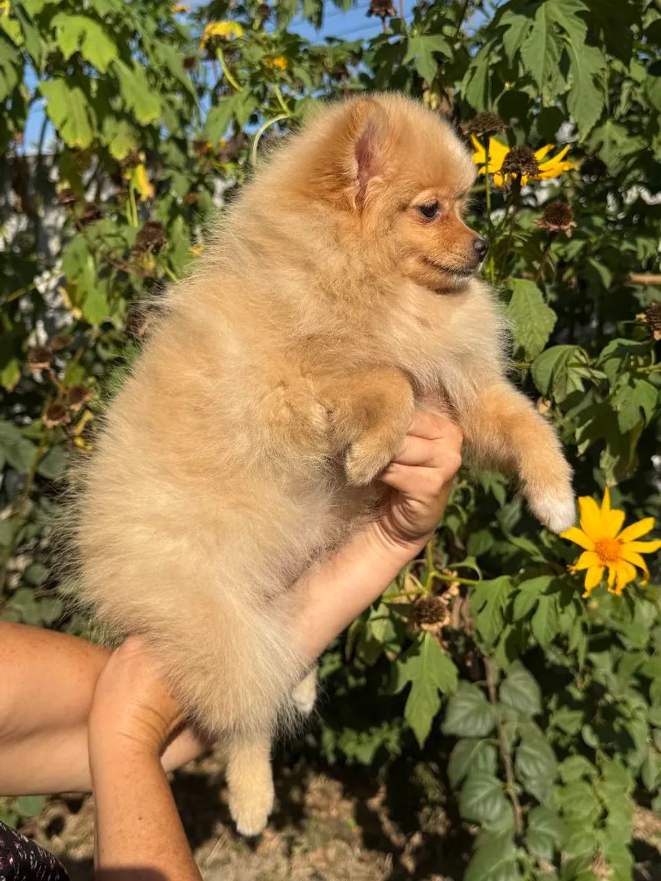 Spitz alemão - Foto 2