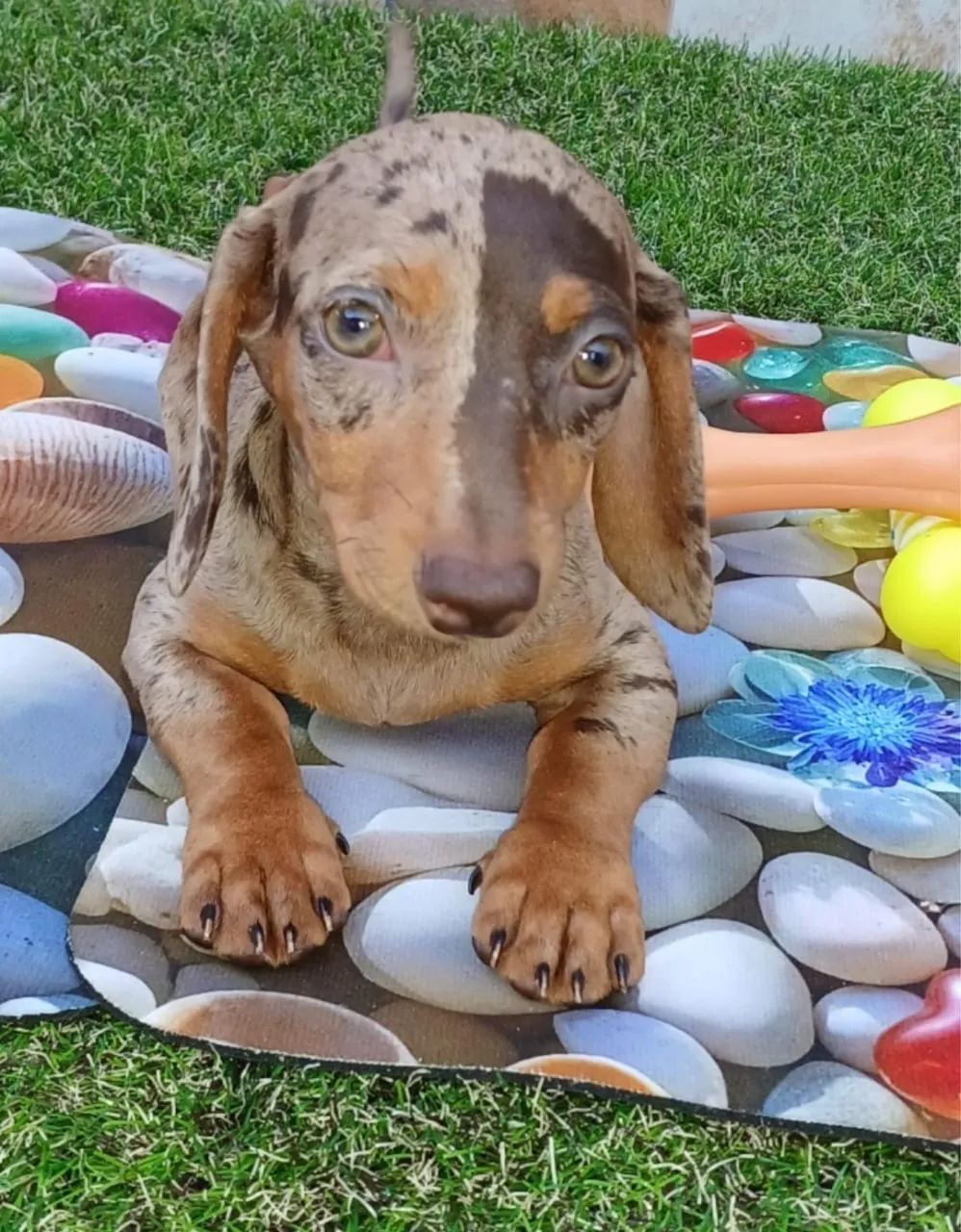 Dachshund/ teckel  - Foto 2